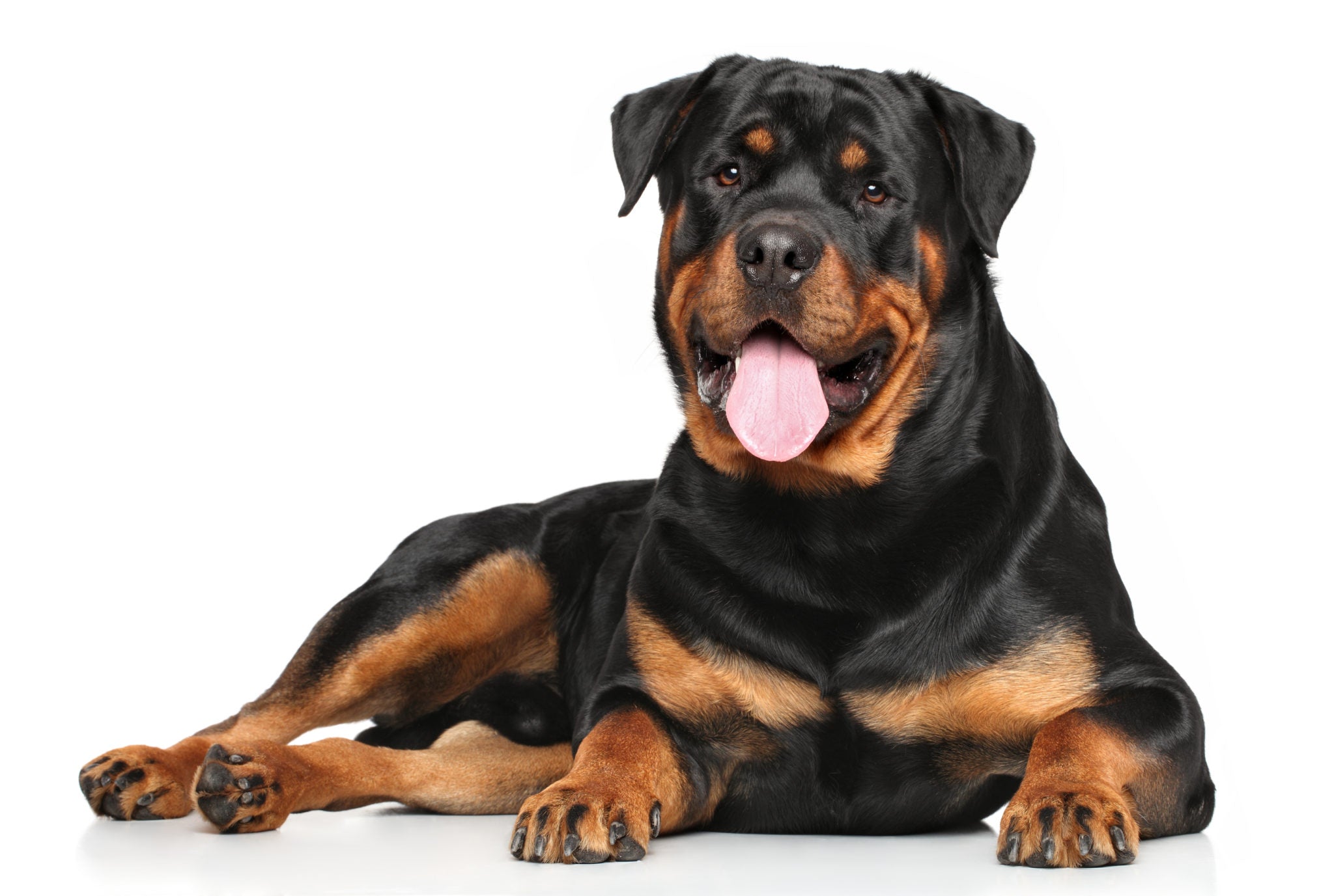 ¿Cuál es el mejor perro guardian? ¿Cuál es el mejor perro guardian?